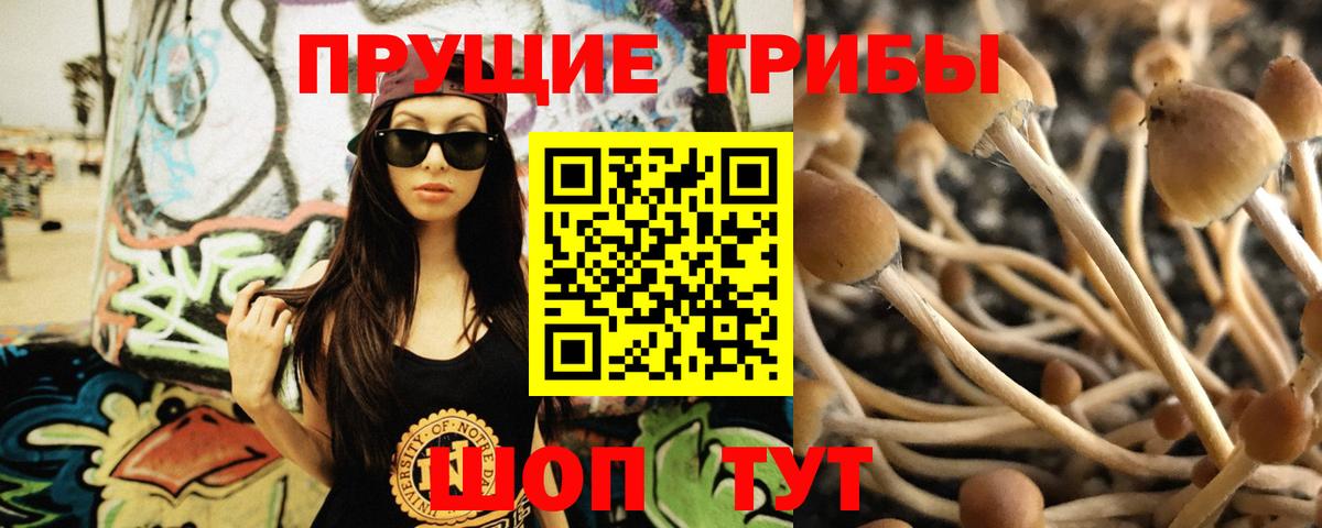 закладки  Вход с VPN  Щёлково  Галлюциногенные грибы GOLDEN TEACHER 